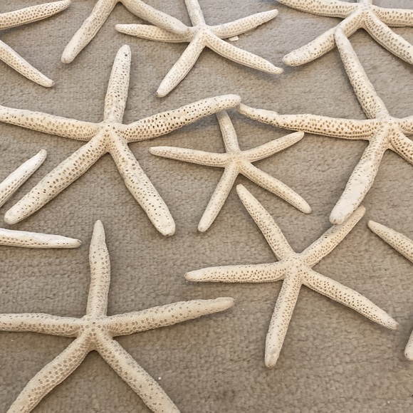 Natural starfish Christmas ornaments. All perfect ready for your coastal tree - Picture 8 of 8